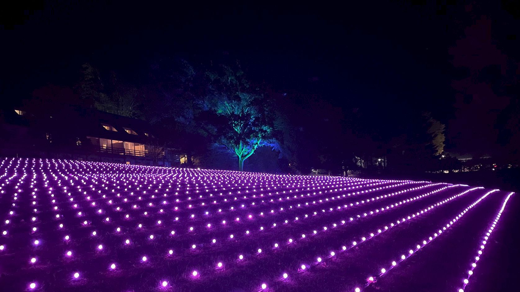 A vast field of glowing purple lights arranged in neat rows, creating a dreamy, nighttime LED carpet with a single green-lit tree in the background.