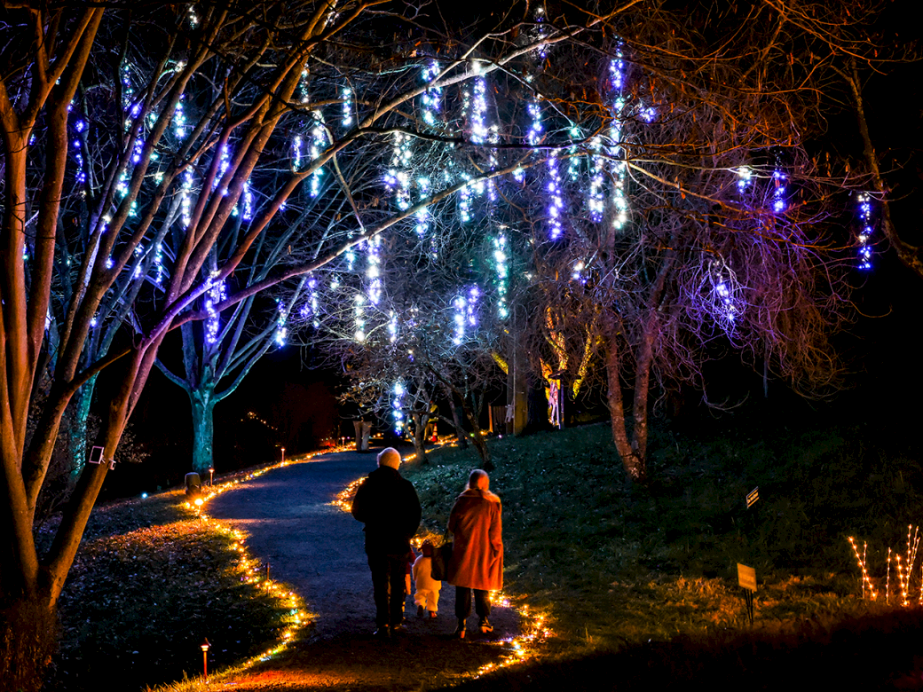 A couple walks down a nighttime path lined with glowing Christmas lights and illuminated trees, surrounded by colorful light displays.