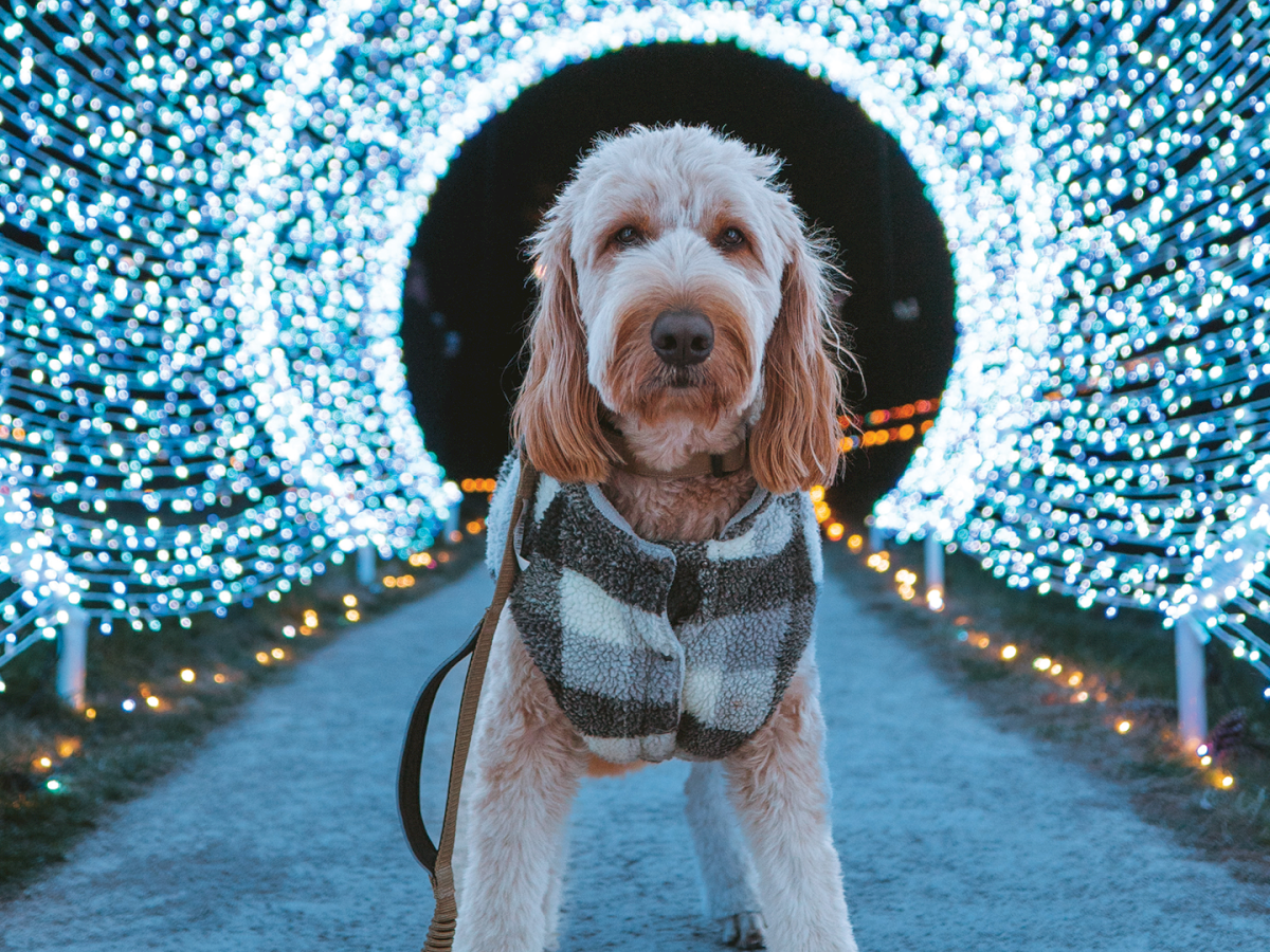 A fluffy white-brown dog stands on a path under a glowing tunnel of blue LED lights, wearing a cozy dark vest.